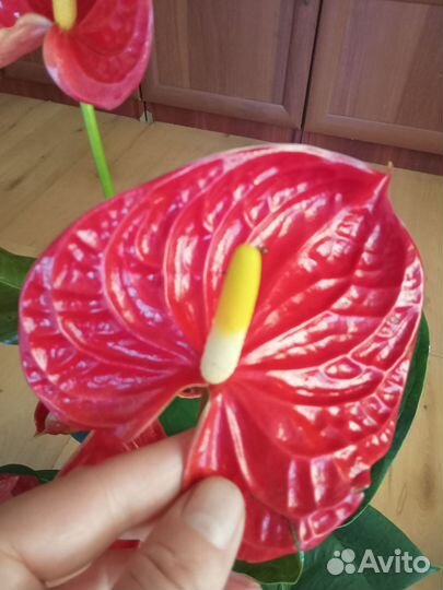 Антуриум Красный 60см