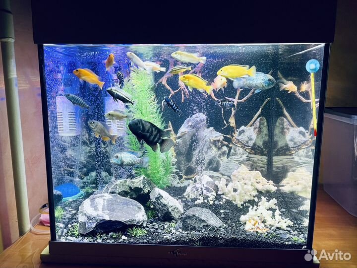 Аквариум 100 литров с рыбками (цихлиды)