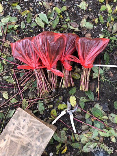 Саженцы малины