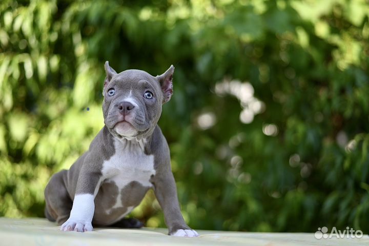 Щенок амбулли