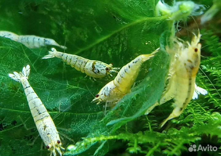 Креветки Каридины белые