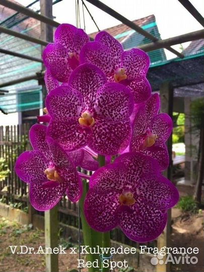 Ванды орхидея. Подростки. Цены разные