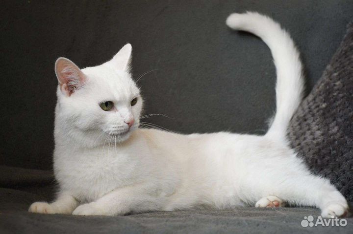 Котик Иней в дар