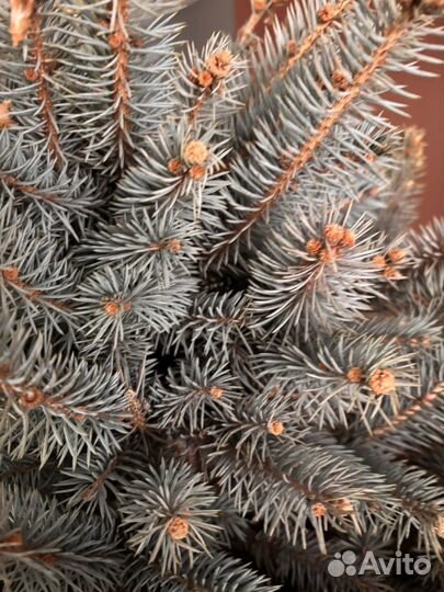 Голубая ель живая