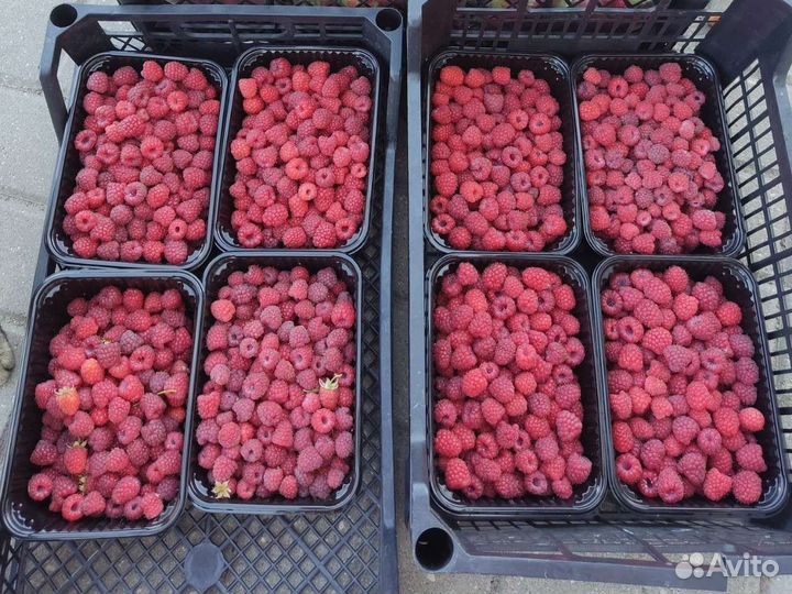 Малина свежая ягода фермерская