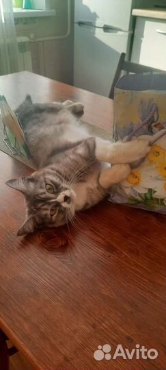 Кошки в добрые руки бесплатно