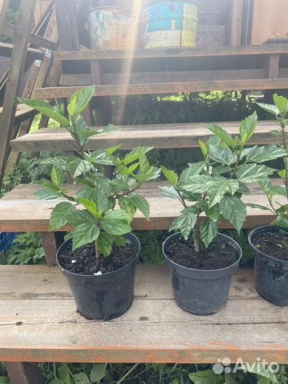 Гибискус (китайская роза) саженцы зкс