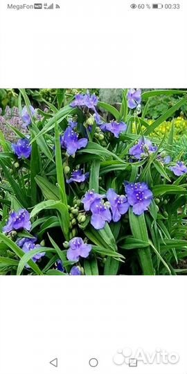 Традесканция садовая