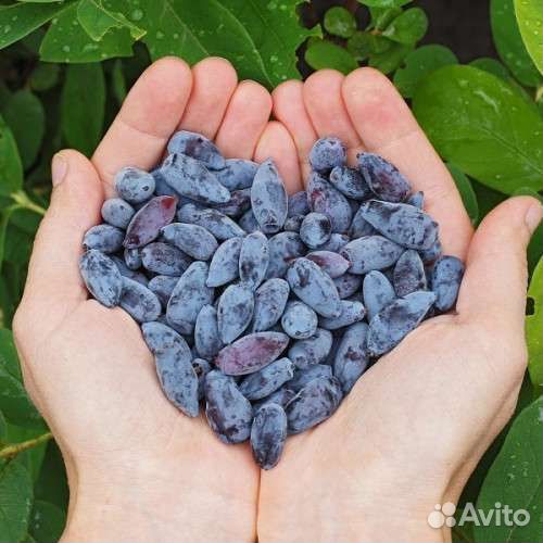 Саженцы жимолости сорт Лакомка