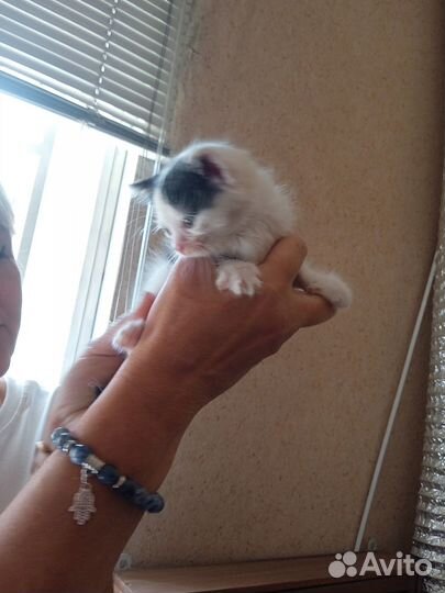 Котята отдам в добрые руки бесплатно