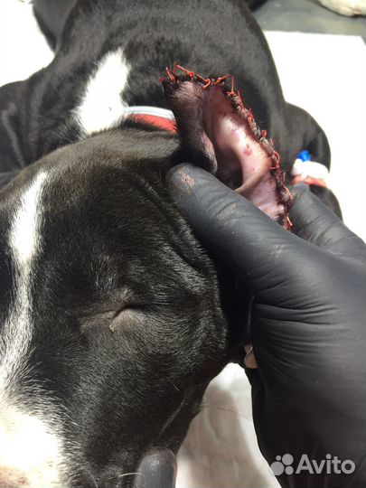 Купирование хвостов и ушей