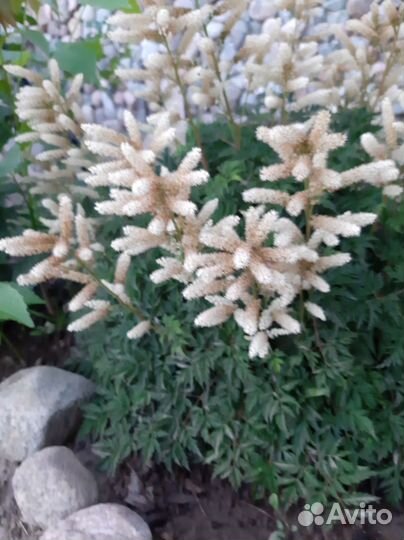 Астильба белая карликовая