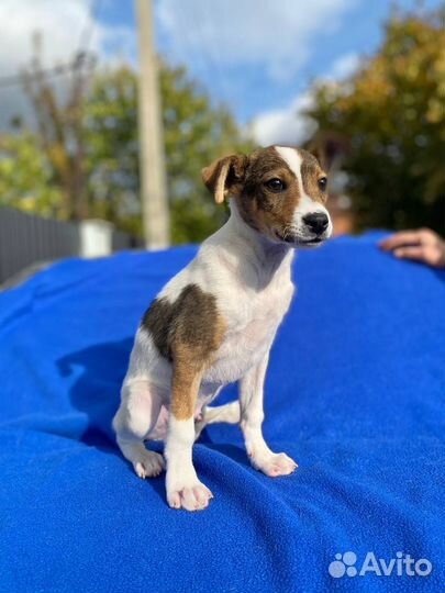 Том ищет дом