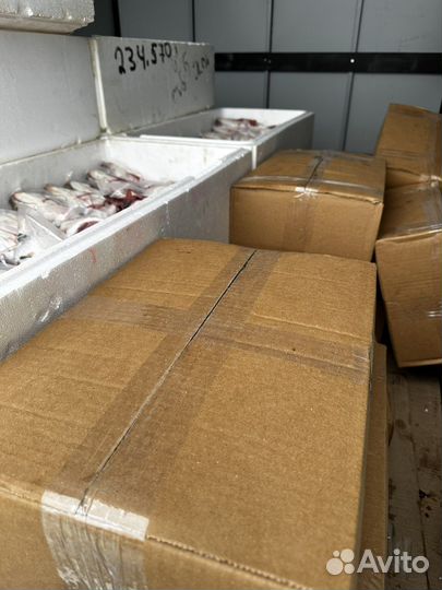 Брюшки Семги