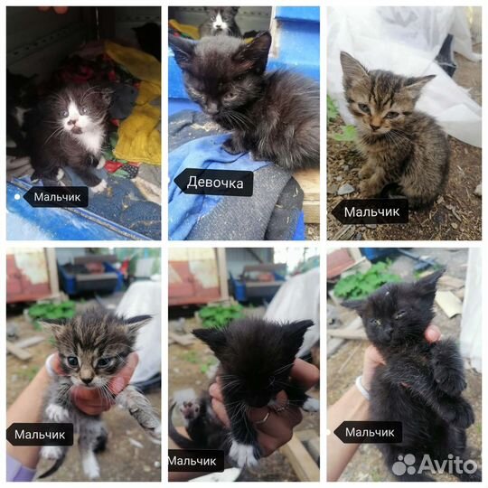 Котята в добрые руки