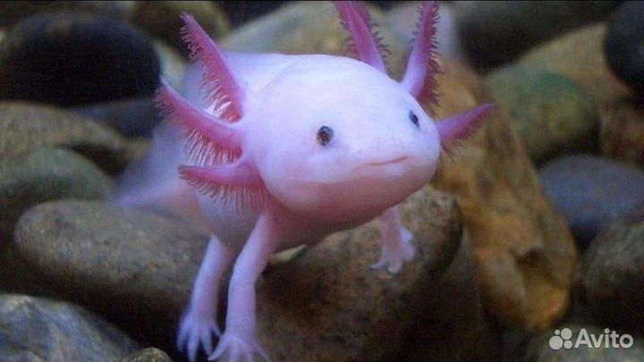 Амфибии, тритоны