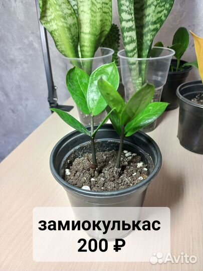 Комнатные растения