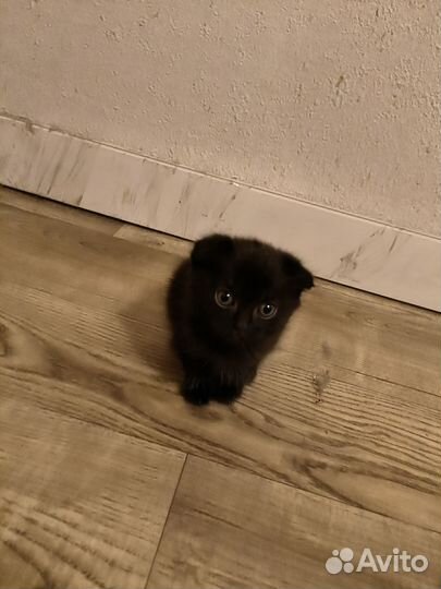Отдам вислоухих котят, все кошки