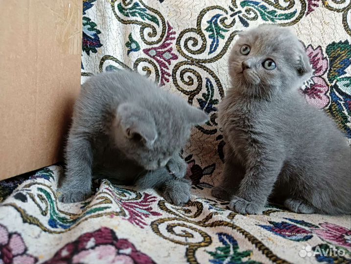 Шотландские котята