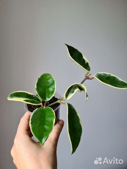 Хойя кримсон квин