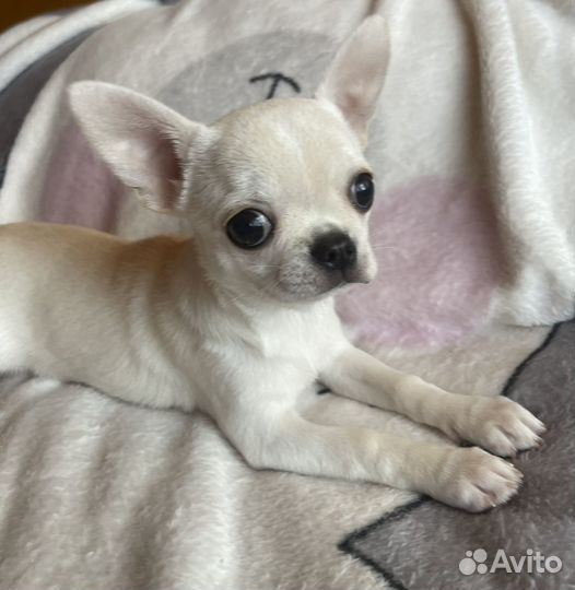 Чудо малыши