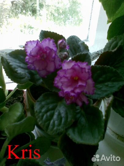 Продаю сенполии (фиалки)