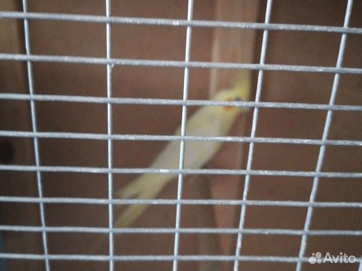 Попугай корелла. Ожереловый за 1 шт 14900