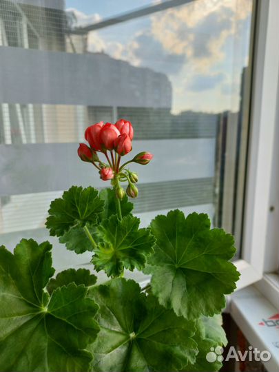 Герань тюльпановидная