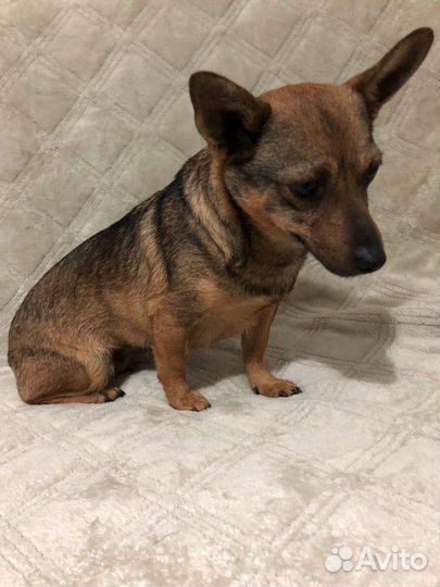 Лола Маленькая собачка из приюта