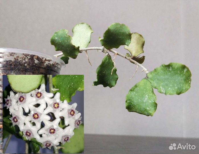 Хойи разные