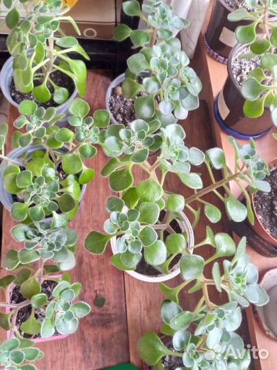 Аихризон дерево любви. Домашний цветок