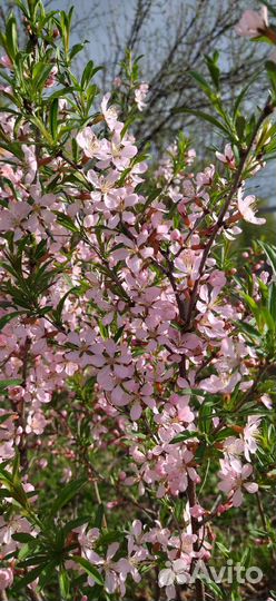 Миндаль кустовой