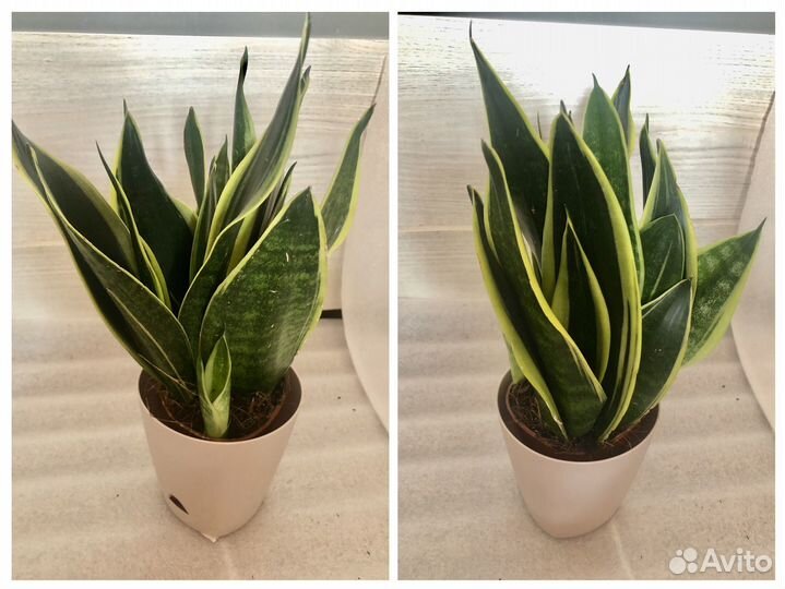 Сансевиерия Сильвер Флейм, Ханни,Муншайн и др