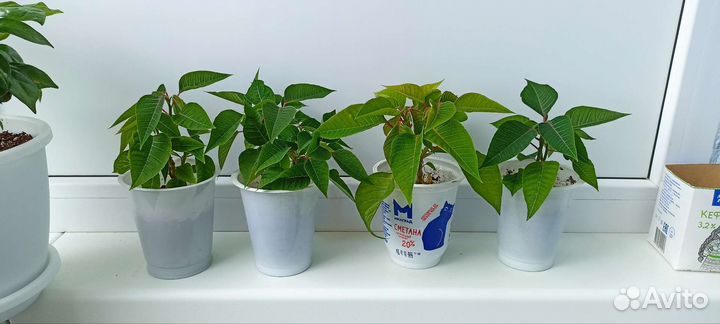 Пуансеттия Рождественская звезда