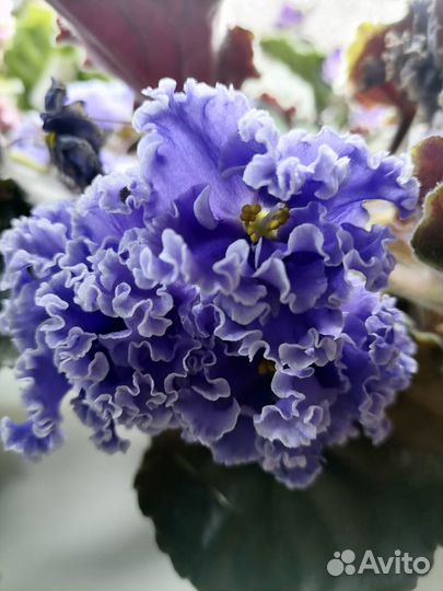 Фиалки сортовые