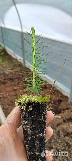 Сеянцы ели окс от производителя