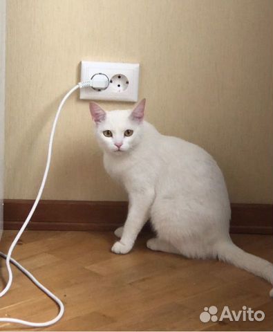 Кошка Олиша с невероятно красивым белым окрасом