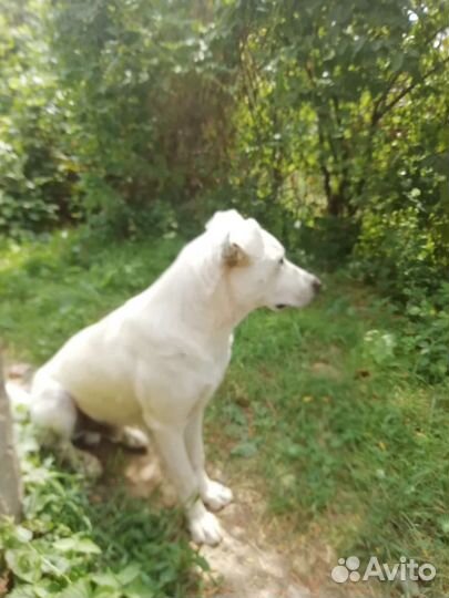 Кобелек и девочка