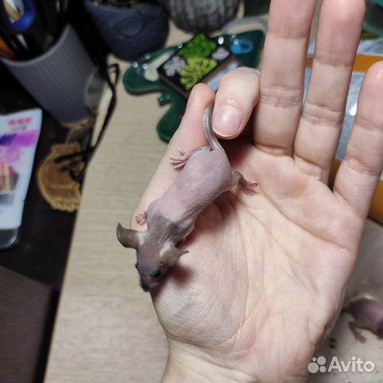 Мышь сфинкс