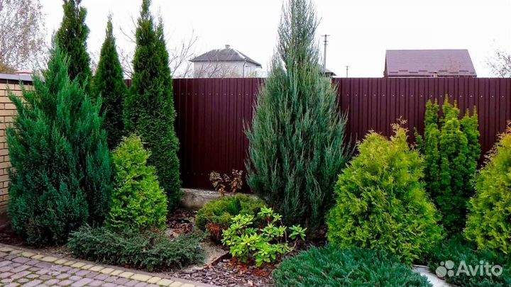 Можжевельник скальный разные сорта