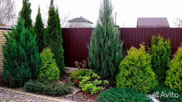 Можжевельник скальный разные сорта