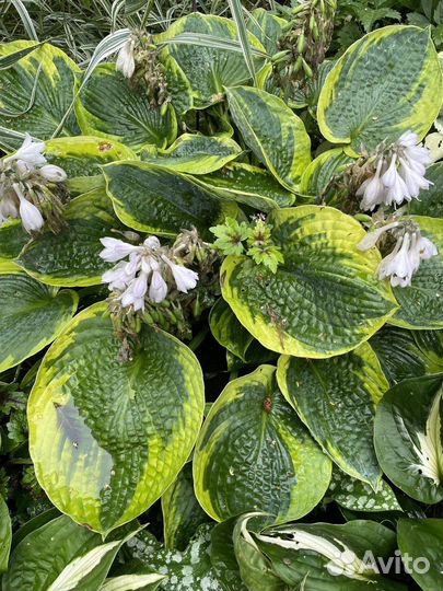 Хосты и др многолетние 2 часть