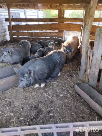 Вьетнамский вислобрюхий хряк