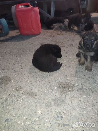 Черная немецкая овчарка