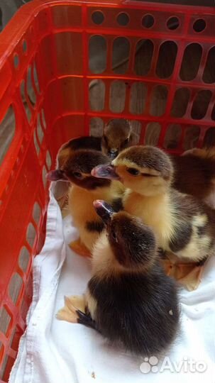 Утята мускусной утки