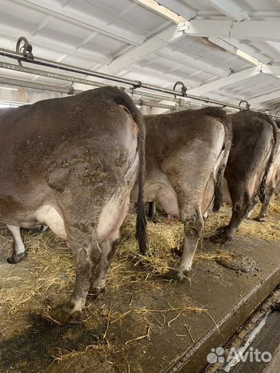 Коровы дойные молочные