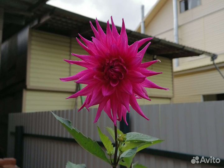 Георгины (Клубни)