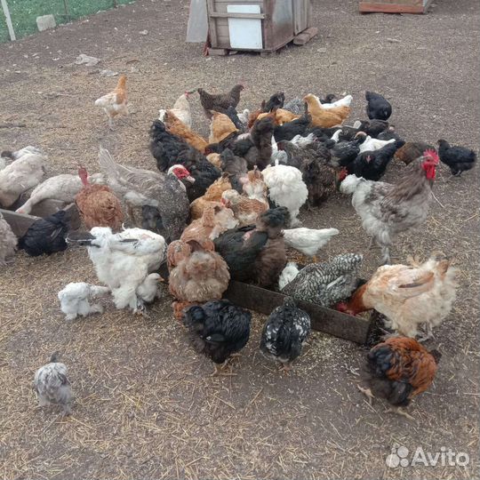 Куры, цыплята разных возрастов