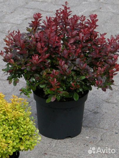 Барбарис тунберга Высота от 25см