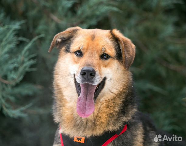 Собака улыбака Расти